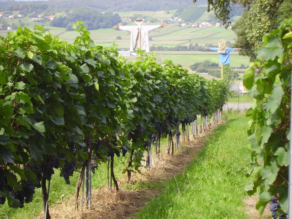Appartement Weingut Schoberhof Bad Gleichenberg Rom bilde