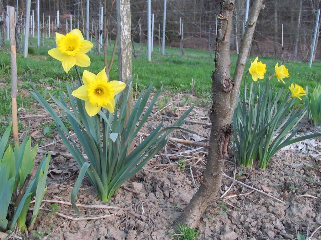 Appartement Weingut Schoberhof Bad Gleichenberg Rom bilde