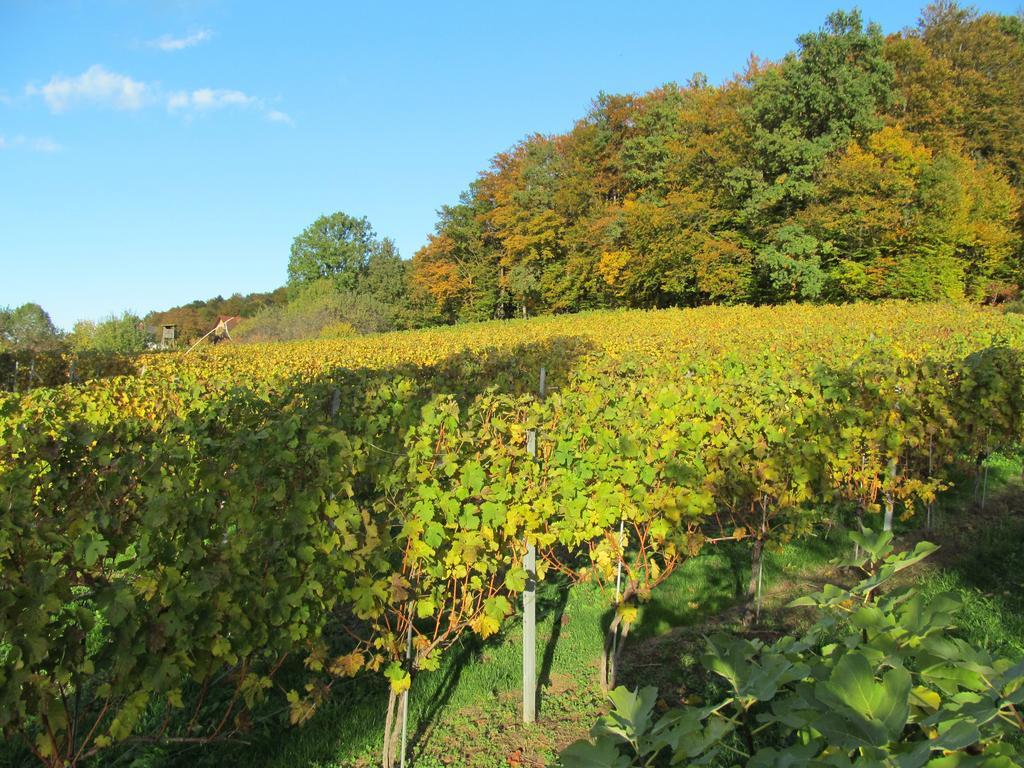 Appartement Weingut Schoberhof Bad Gleichenberg Rom bilde